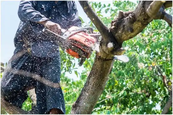 tree services Hubbard